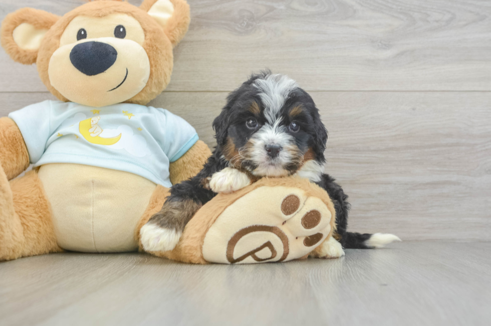 6 week old Mini Bernedoodle Puppy For Sale - Seaside Pups