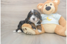 Best Mini Bernedoodle Baby