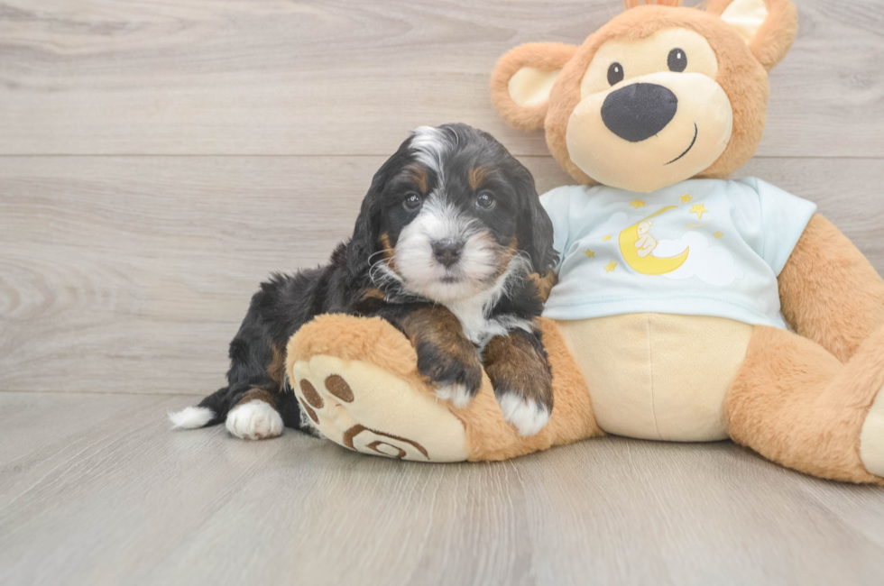 5 week old Mini Bernedoodle Puppy For Sale - Seaside Pups