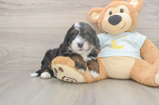 Best Mini Bernedoodle Baby
