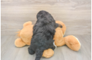 Cute Mini Bernedoodle Baby