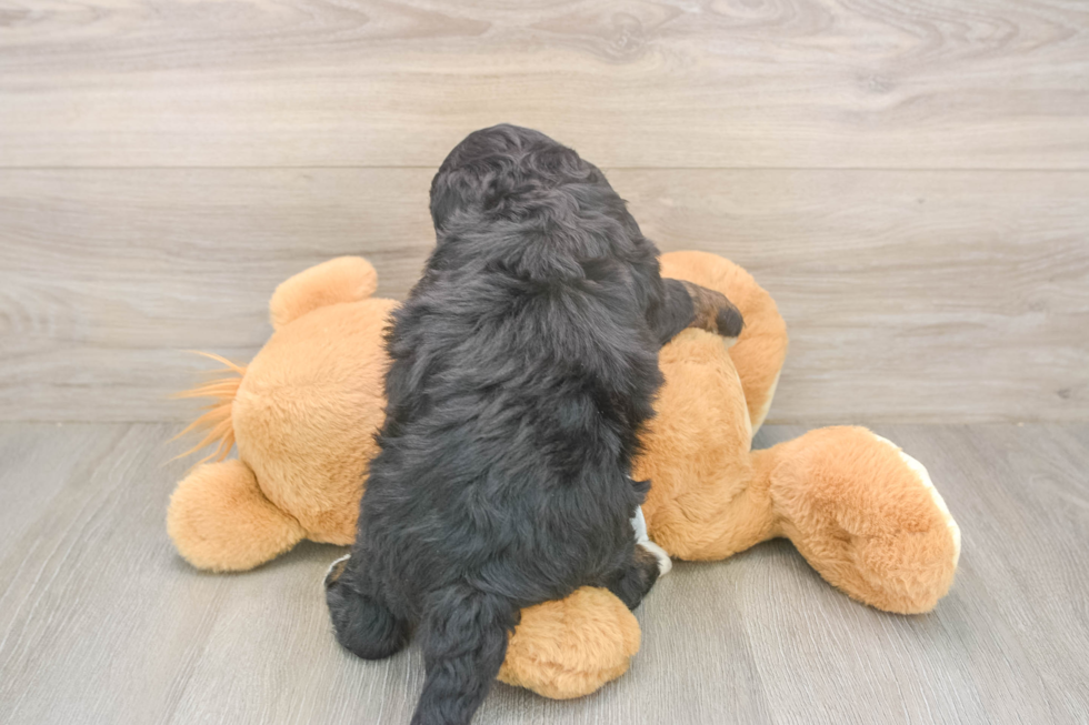 Cute Mini Bernedoodle Baby