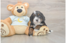 Cute Mini Bernedoodle Baby