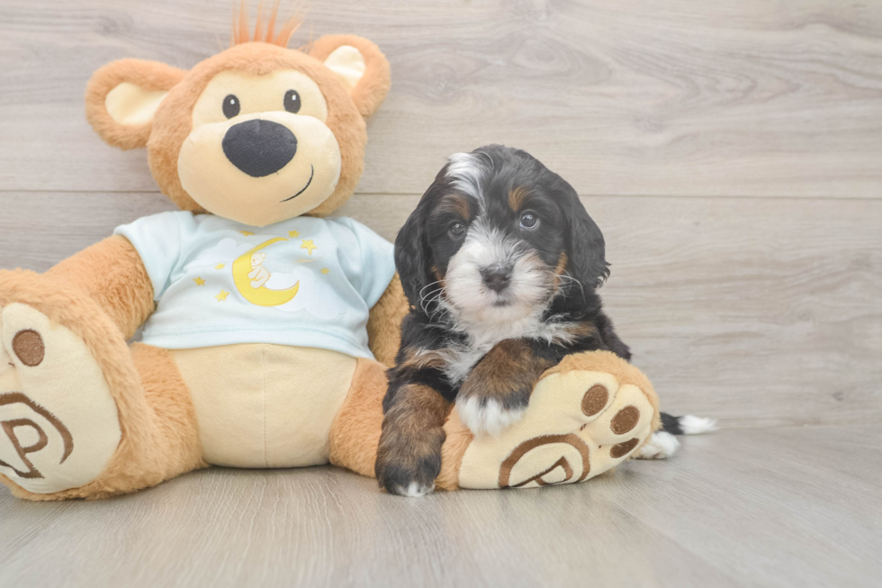 Cute Mini Bernedoodle Baby