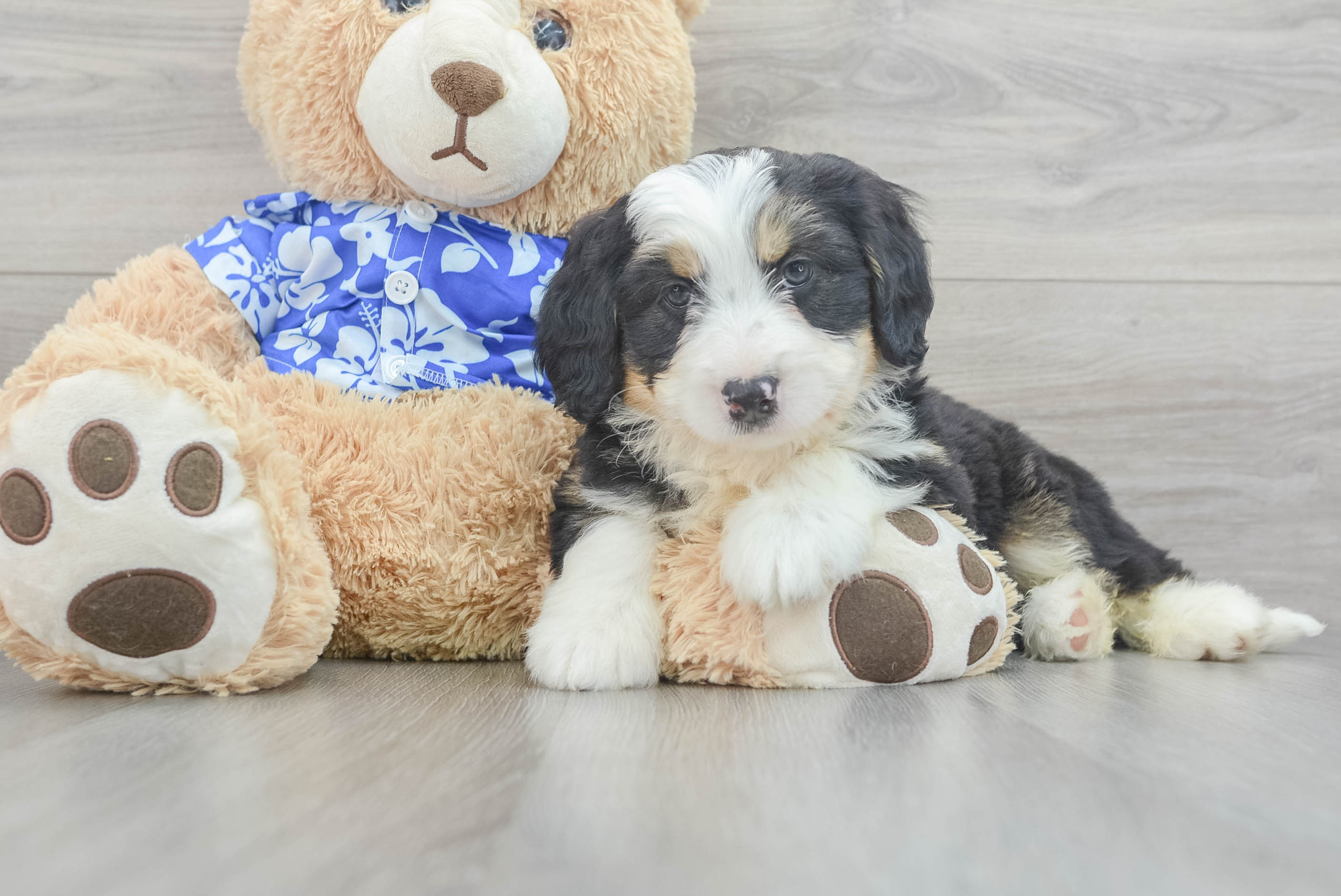 Best Mini Bernedoodle Baby
