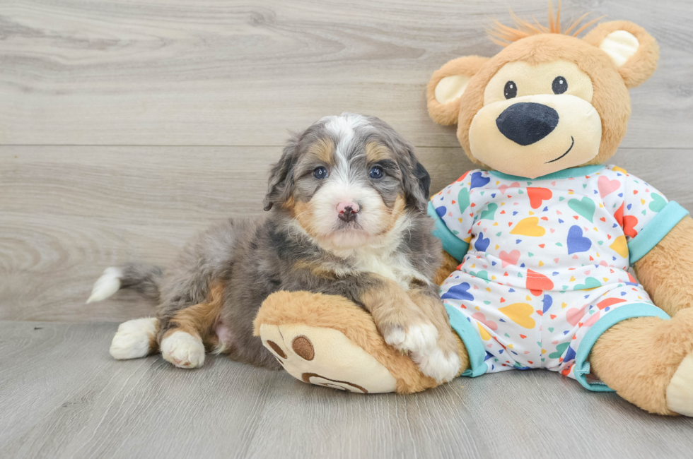 6 week old Mini Bernedoodle Puppy For Sale - Seaside Pups