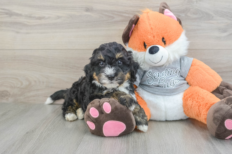 6 week old Mini Bernedoodle Puppy For Sale - Seaside Pups