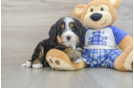 Mini Bernedoodle Puppy for Adoption