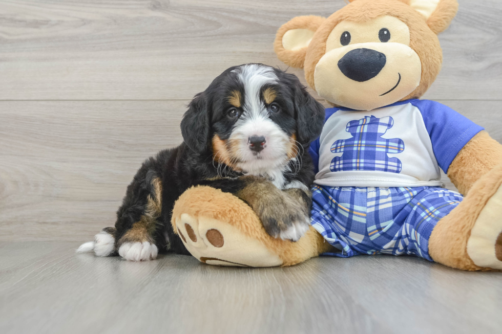 Mini Bernedoodle Puppy for Adoption