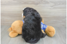 Funny Mini Bernedoodle Poodle Mix Pup