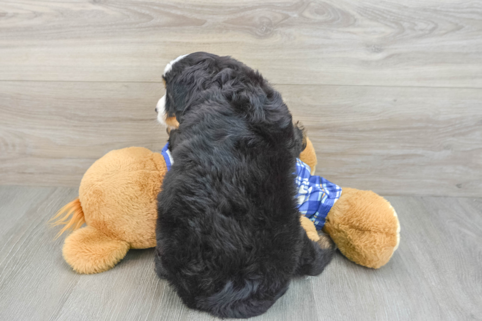 Funny Mini Bernedoodle Poodle Mix Pup