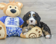 7 week old Mini Bernedoodle Puppy For Sale - Seaside Pups