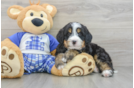 Petite Mini Bernedoodle Poodle Mix Pup