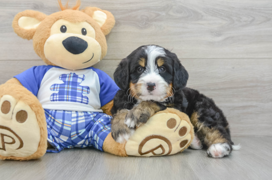 Petite Mini Bernedoodle Poodle Mix Pup