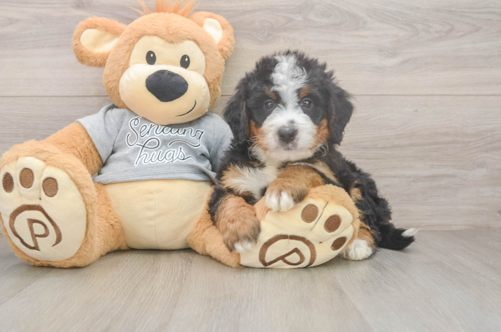 5 week old Mini Bernedoodle Puppy For Sale - Seaside Pups