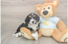 Mini Bernedoodle Pup Being Cute