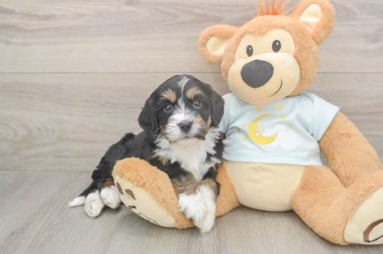 Mini Bernedoodle Pup Being Cute