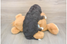 Playful Bernadoodle Poodle Mix Puppy