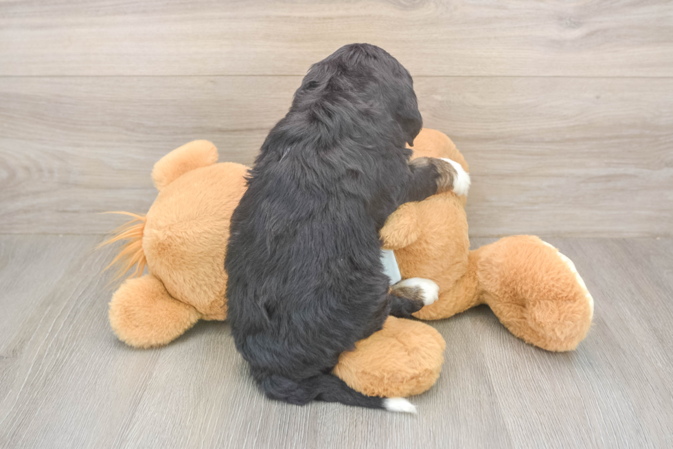 Playful Bernadoodle Poodle Mix Puppy