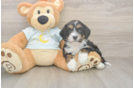 Playful Mini Bernadoodle Poodle Mix Puppy