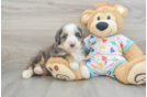 Cute Mini Bernedoodle Baby