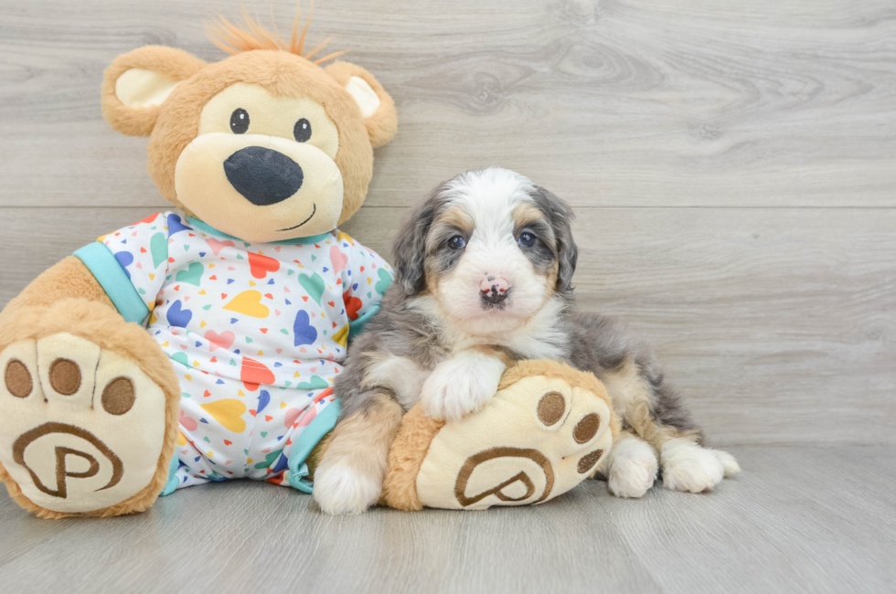 6 week old Mini Bernedoodle Puppy For Sale - Seaside Pups