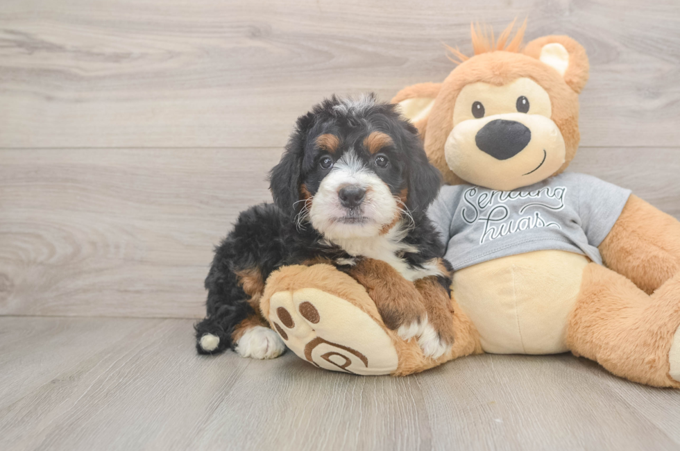 5 week old Mini Bernedoodle Puppy For Sale - Seaside Pups