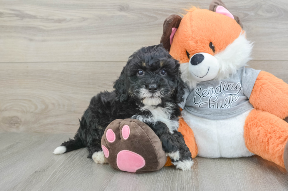 6 week old Mini Bernedoodle Puppy For Sale - Seaside Pups