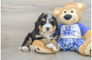 Mini Bernedoodle Puppy for Adoption