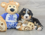 7 week old Mini Bernedoodle Puppy For Sale - Seaside Pups