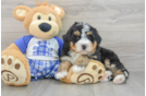 Funny Mini Bernedoodle Poodle Mix Pup