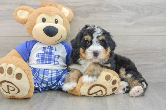 Funny Mini Bernedoodle Poodle Mix Pup