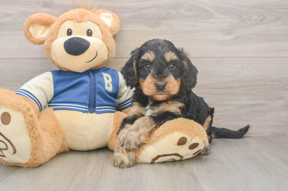 5 week old Mini Bernedoodle Puppy For Sale - Seaside Pups