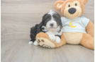 Sweet Mini Bernedoodle Baby