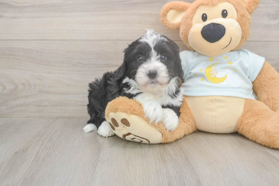 Sweet Mini Bernedoodle Baby