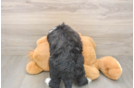 Mini Bernedoodle Pup Being Cute
