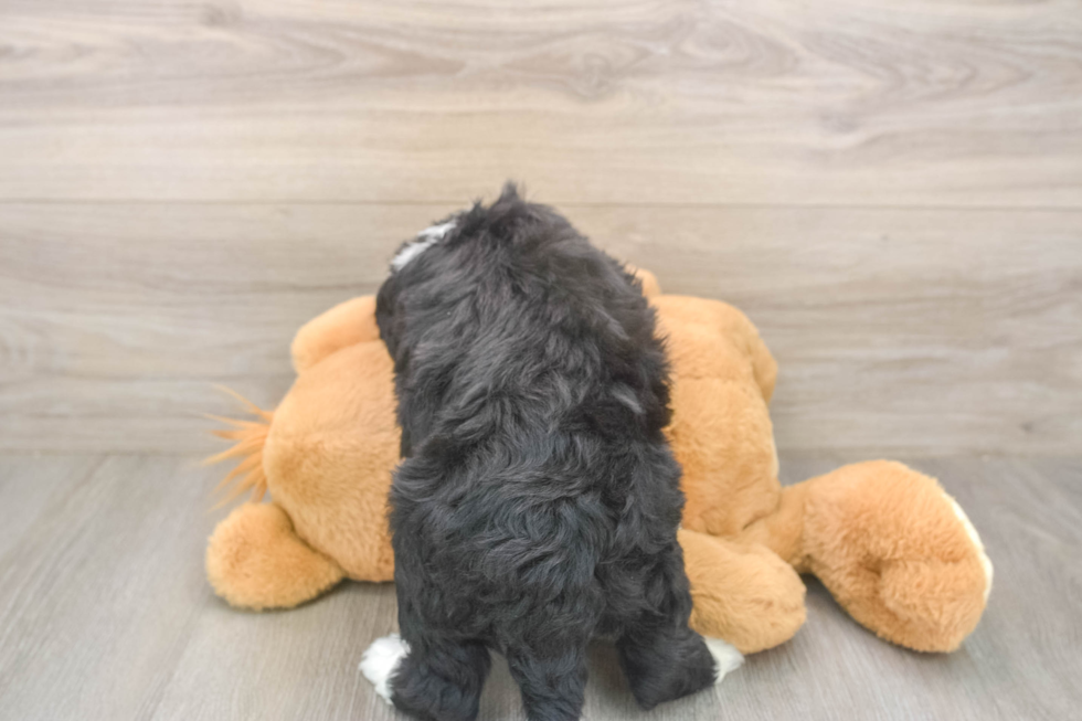 Mini Bernedoodle Pup Being Cute