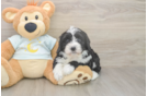 Playful Mini Bernepoo Poodle Mix Puppy