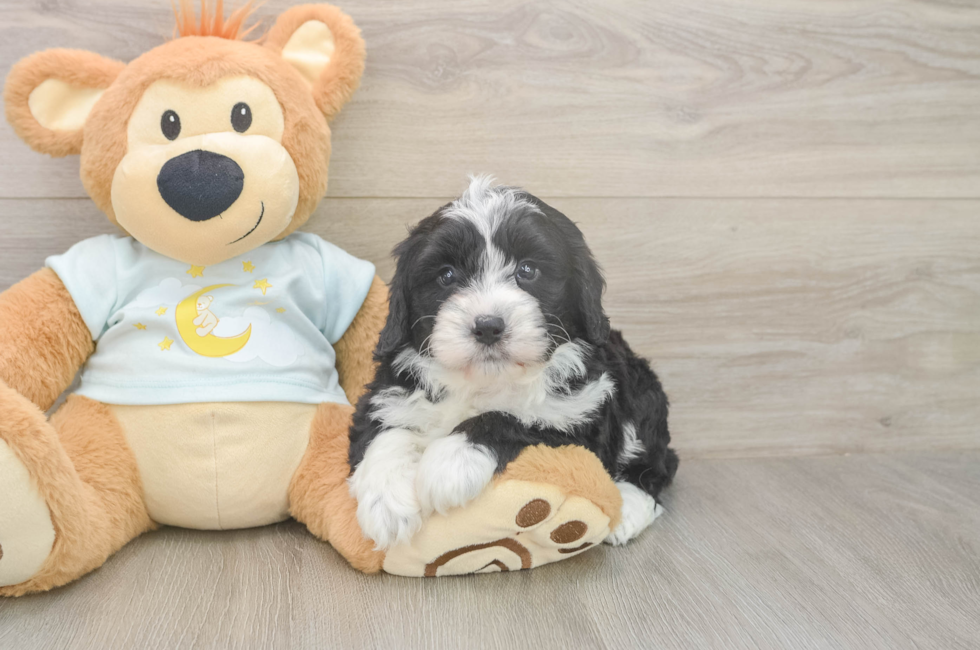 5 week old Mini Bernedoodle Puppy For Sale - Seaside Pups