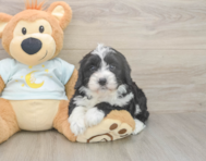 5 week old Mini Bernedoodle Puppy For Sale - Seaside Pups 5 week old Mini Bernedoodle Puppy For Sale - Seaside Pups