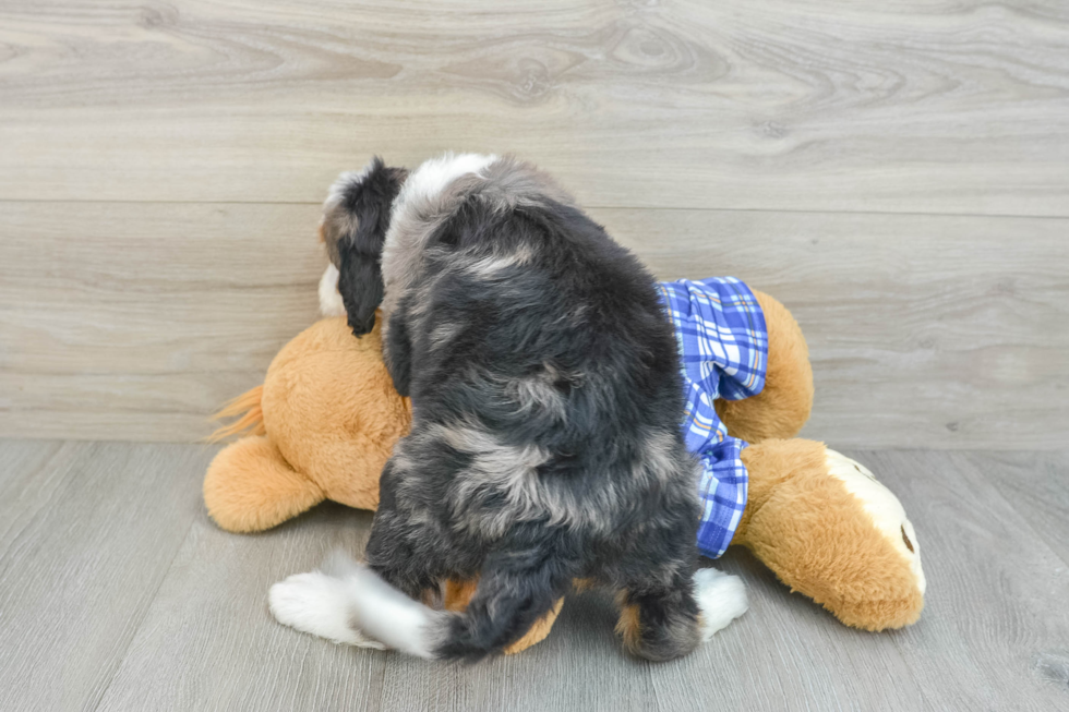 Sweet Mini Bernedoodle Baby