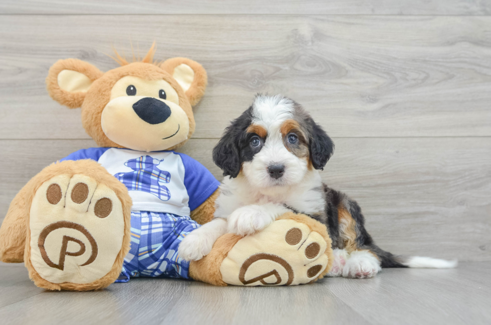 6 week old Mini Bernedoodle Puppy For Sale - Seaside Pups