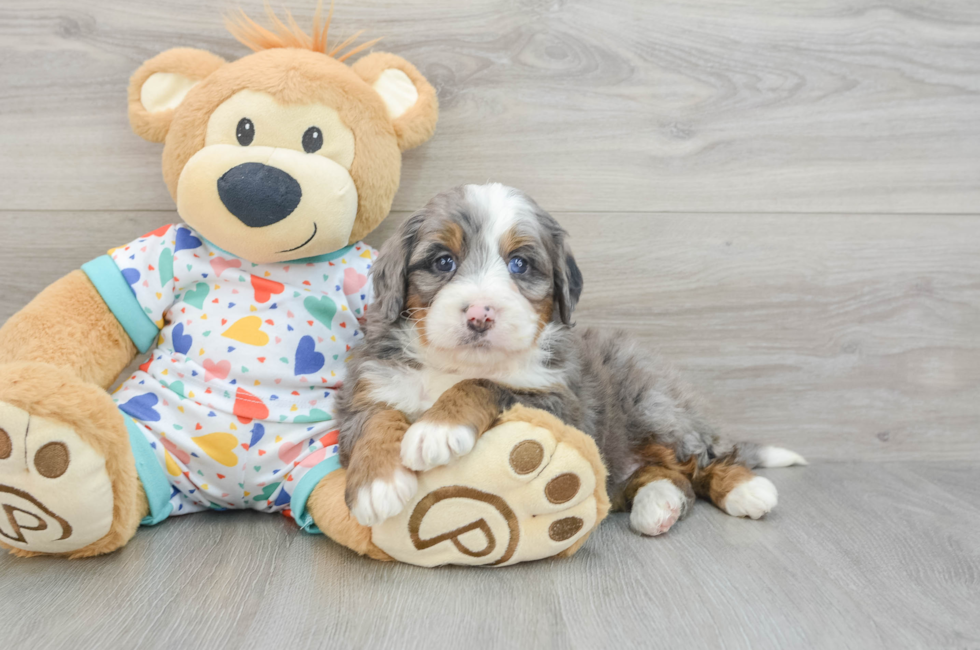 6 week old Mini Bernedoodle Puppy For Sale - Seaside Pups