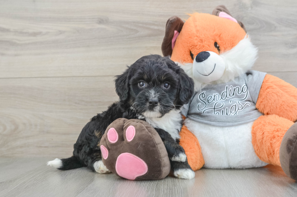 6 week old Mini Bernedoodle Puppy For Sale - Seaside Pups