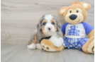 Friendly Mini Bernedoodle Baby