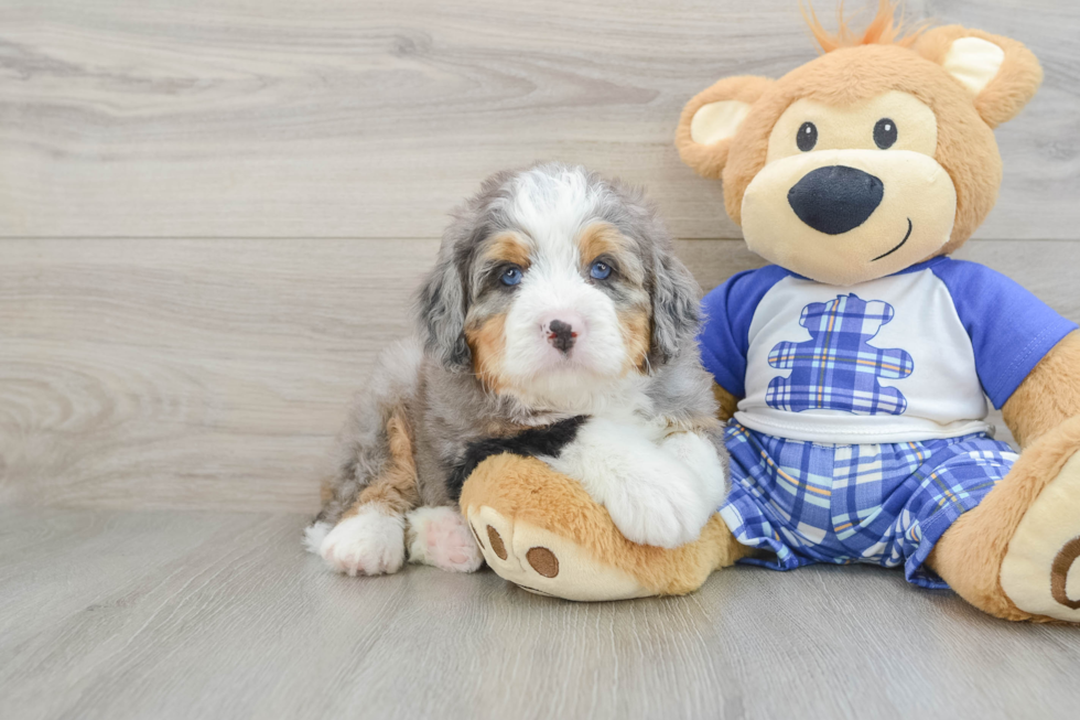 Friendly Mini Bernedoodle Baby