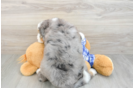Smart Mini Bernedoodle Poodle Mix Pup