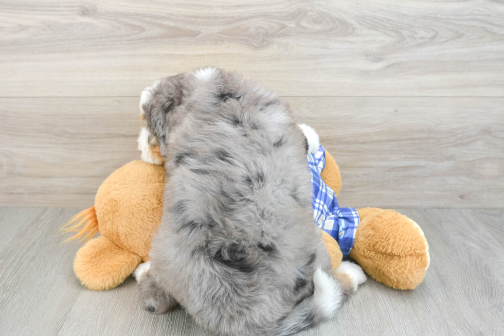 Smart Mini Bernedoodle Poodle Mix Pup