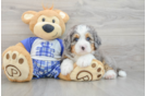 Energetic Mini Berniedoodle Poodle Mix Puppy