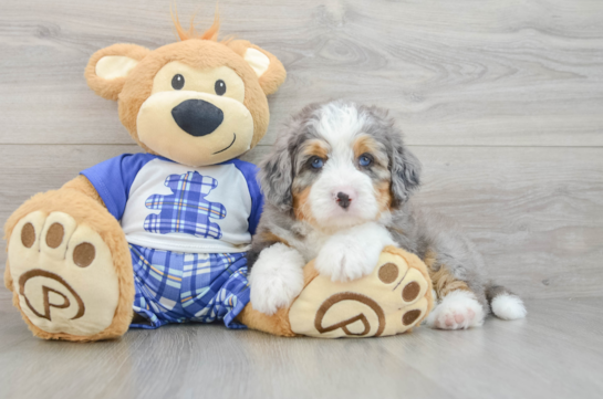 Energetic Mini Berniedoodle Poodle Mix Puppy